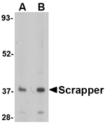 SCRAPPER Antibody