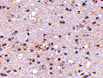 Ambra1 Antibody