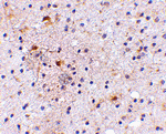 CAPS1 Antibody