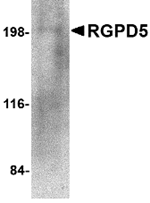 RGPD5 Antibody