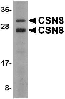 CSN8 Antibody