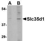 Slc35D1 Antibody