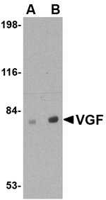 VGF Antibody