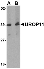 UROP11 Antibody