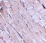 Wnt10b Antibody