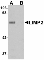 LIMP2 Antibody