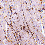 LIMP2 Antibody