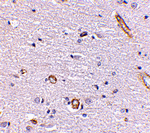 Syntaphilin Antibody