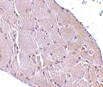 Wnt10a Antibody