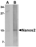 Nanos2 Antibody