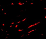 Slc22A17 Antibody