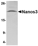 Nanos3 Antibody