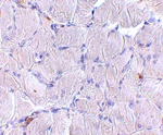 LIMP2 Antibody