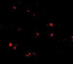 LASS5 Antibody