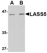 LASS5 Antibody