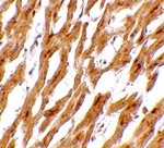 ASAH1 Antibody