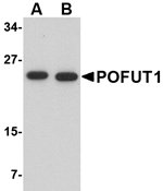 POFUT1 Antibody