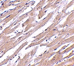 POFUT1 Antibody