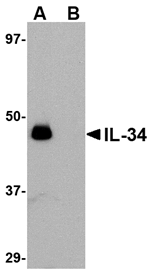 IL-34 Antibody