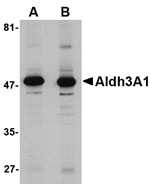 Aldh3A1 Antibody