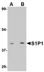 S1P1 Antibody
