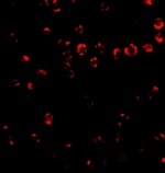 Integrin alpha 4 Antibody