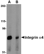 Integrin alpha 4 Antibody