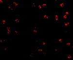 Integrin alpha 4 Antibody