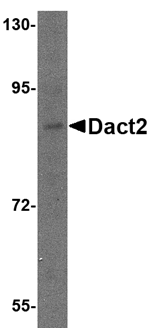 Dact2 Antibody