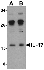 IL-17 Antibody