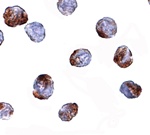 MettL7A Antibody