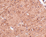 LASS5 Antibody