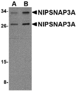 NIPSNAP3A Antibody