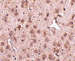 NIPSNAP3A Antibody