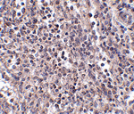 EBI3 Antibody