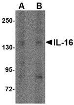 IL-16 Antibody