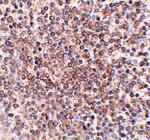 OCC-1 Antibody