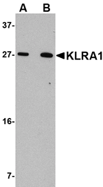 KLRA1 Antibody