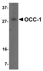 OCC-1 Antibody