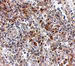 OCC-1 Antibody