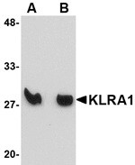 KLRA1 Antibody