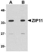 ZIP11 Antibody