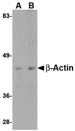 Beta-actin Antibody