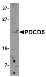 PDCD5 Antibody