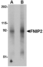 FNIP2 Antibody