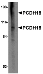 PCDH18 Antibody