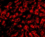 ApoA1 Antibody