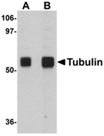 Alpha-tubulin Antibody