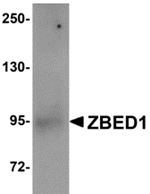 ZBED1 Antibody