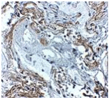 TNFAIP3 Antibody